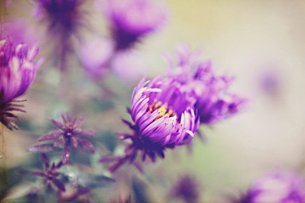 Purple flower